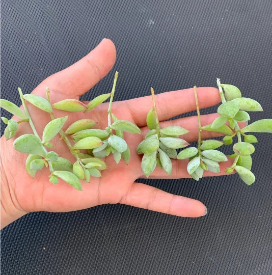 4 Unrooted Cotyledon Pendens Succulent Cuttings β Rare Cliff Cotyledon Trailing Plant for Hanging Baskets, Terrariums, Propagation
