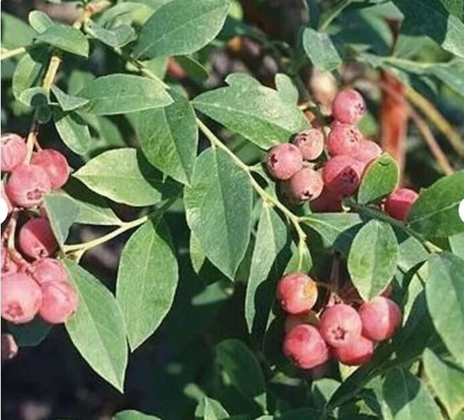 self fertile blueberry plants Florida Rose Blueberry Plant
