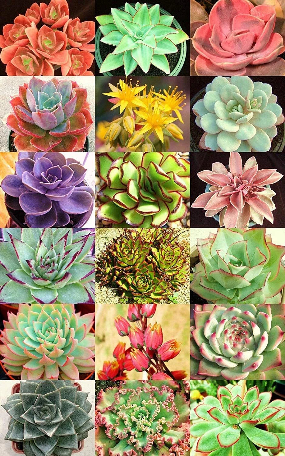 Succulent Seeds Mix - 30+ Seeds - Echeveria Varieties - Cacti & Succulents - Ships from Iowa, USA