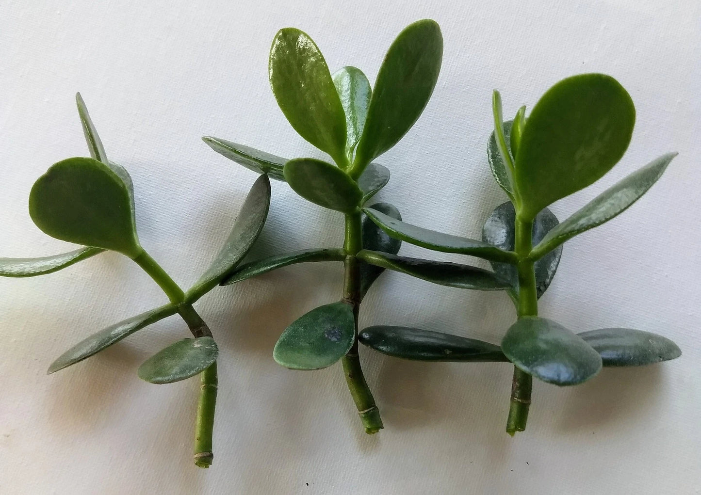 Jade Plant Cuttings - Fresh Live Cuttings Ready to Plant - Crassula ovata