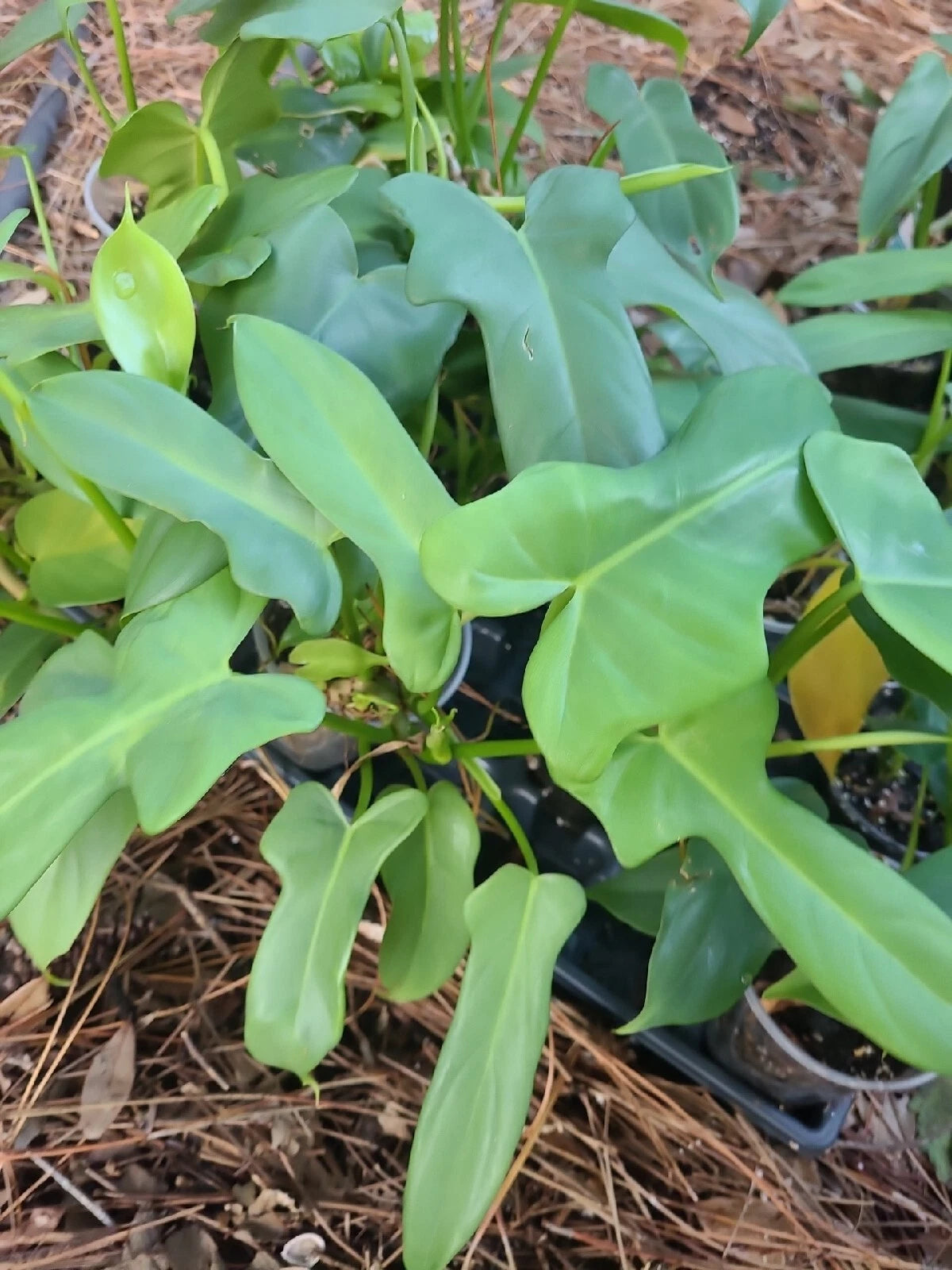 green violin philodendron Philodendron Cutting 1 Node Unrooted Aurea Silver Violin Plant (Philod – Jayme Garden