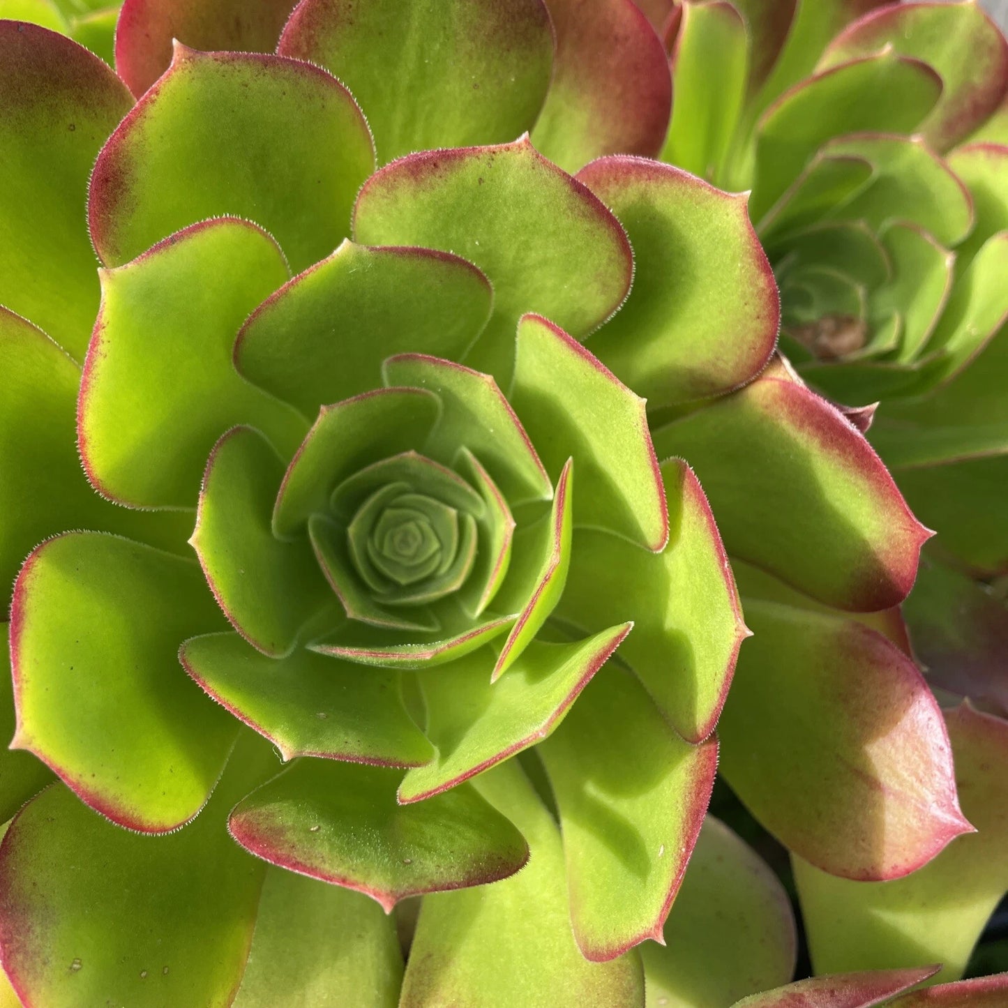 Aeonium Green Red Succulent Cuttings Lot 3-5” - Echeveria, Indoor Plant, Drought-Tolerant, Easy Care