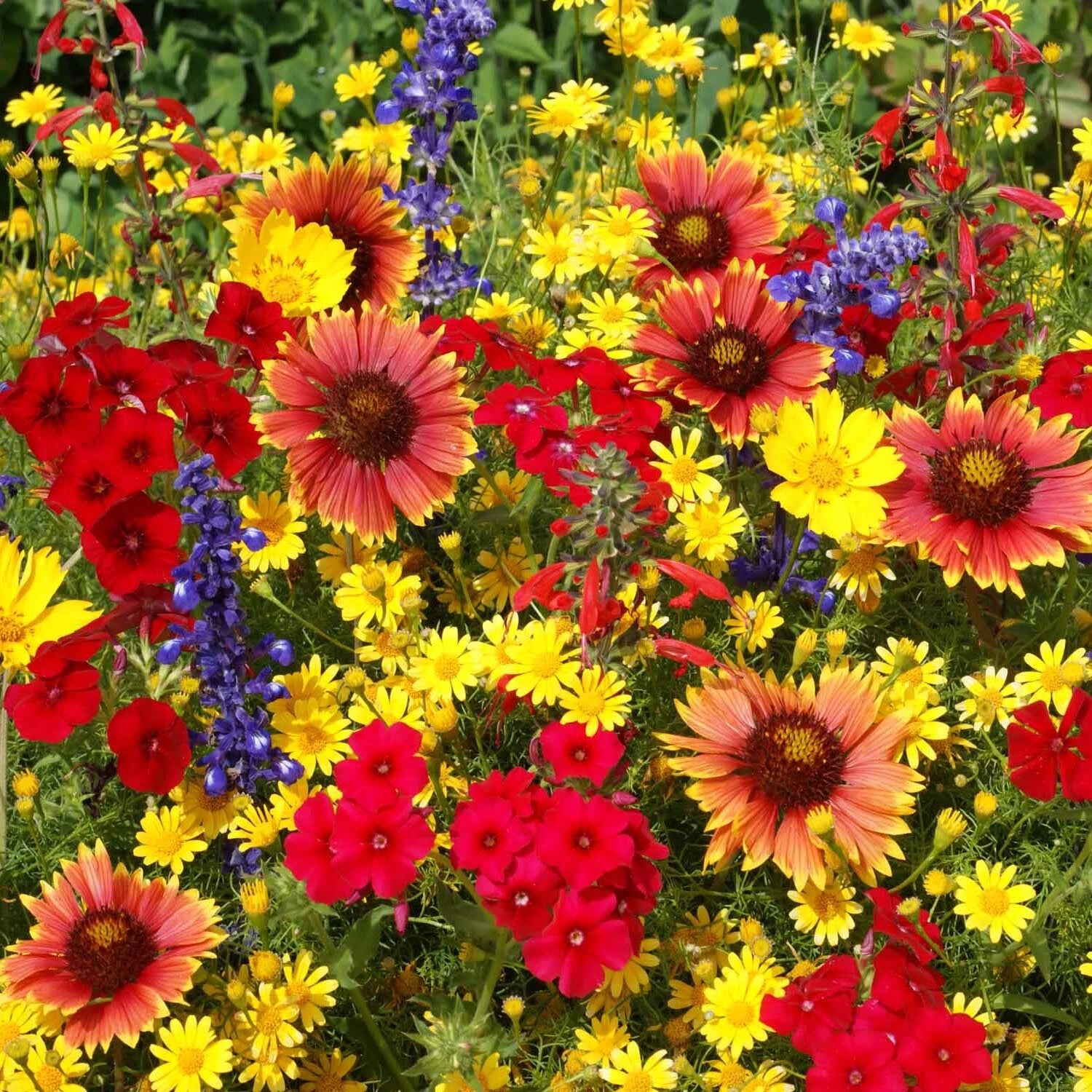 oklahoma wildflower seeds Texas Oklahoma Wildflower Mix - 14 Species of Native Flowers - Easy Grow