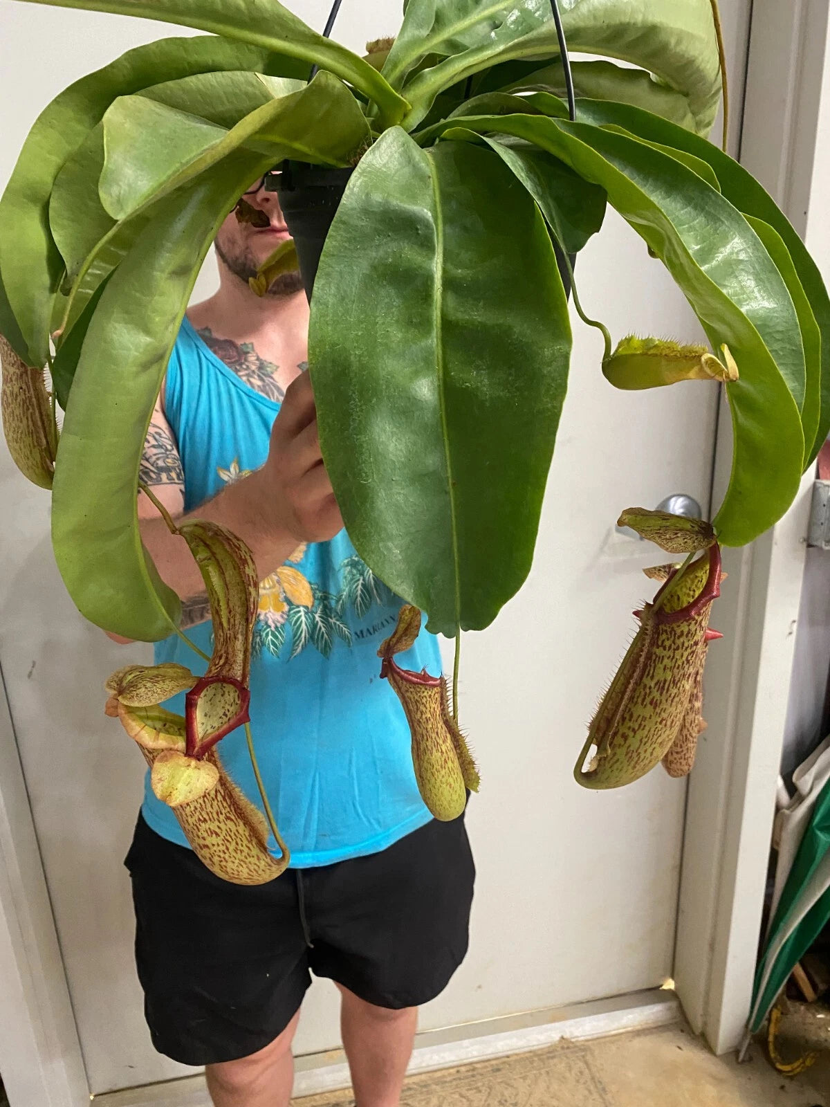pitcher plant in pot Nepenthes Miranda Pitcher Plant in 2.5" Pot | Rooted Carnivorous Plant for Indoor Gardening