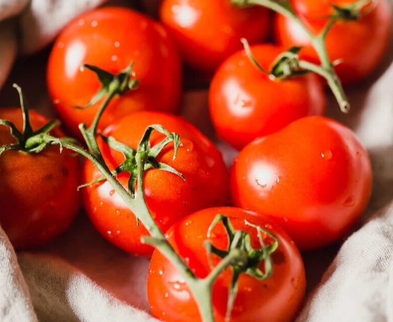 Sweet Campari Tomato Seeds - 25 Fresh Harvest Premium Seeds - Solanum lycopersicum