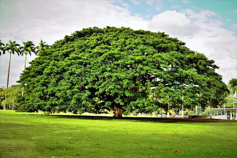 20 Rain Tree Seeds, Monkey Pod "Hitachi," Tropical Flower, Albizia saman, Rare Exotic Plant Seeds