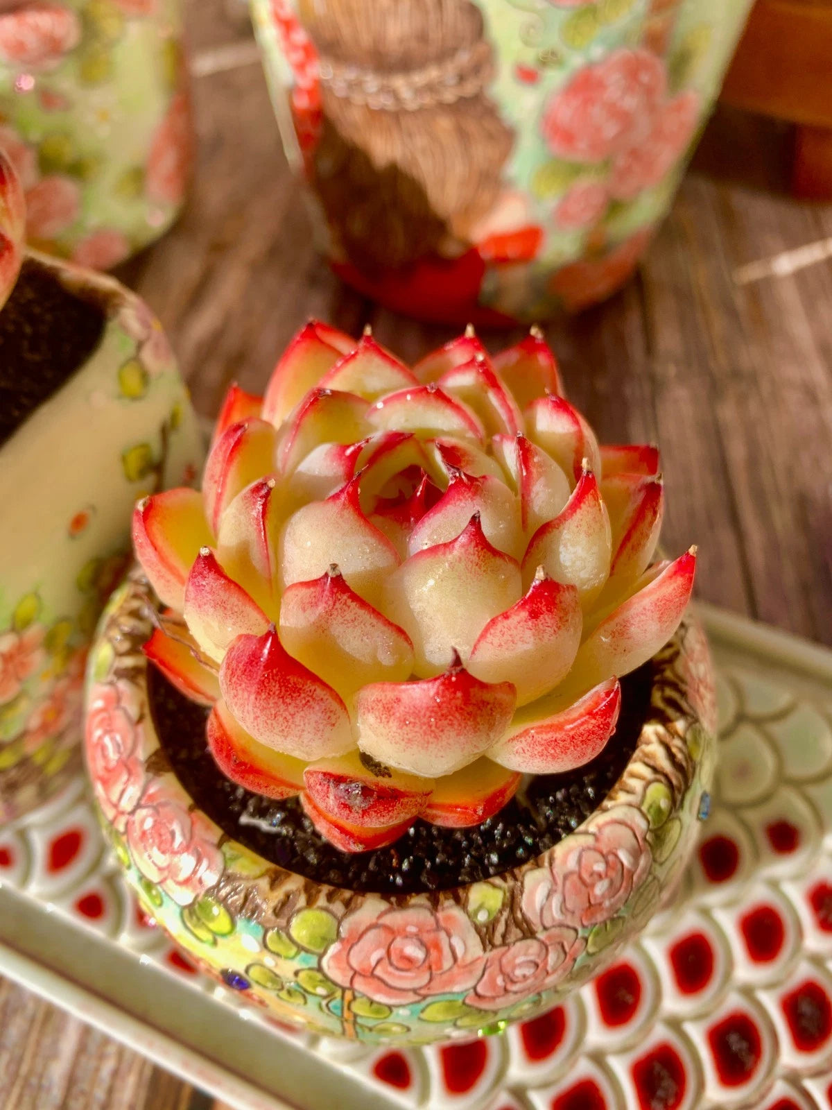 Succulent Plant Wedding Favors - Soul Fairy Variety - Easy Care Bare Root  Succulent