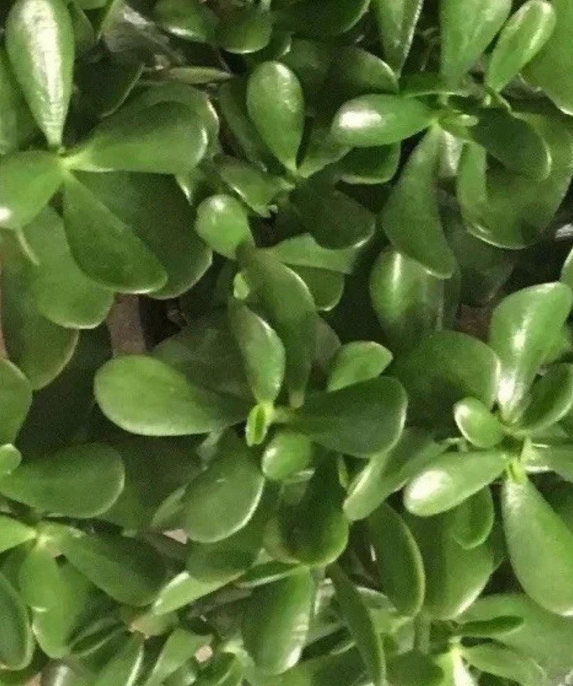 live jade plant near me Live Jade Plant Cuttings 4-6 Inch, Succulent, Drought Resistant, Crassula  ovata – Jayme Garden