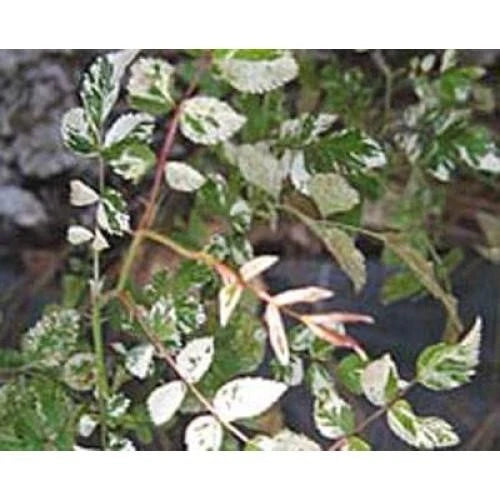 Rare Rambler Rose Cuttings - 'Curiosity' Variegata - Rosa Wichurana - 5 Premium Plant Cuttings for Gardening