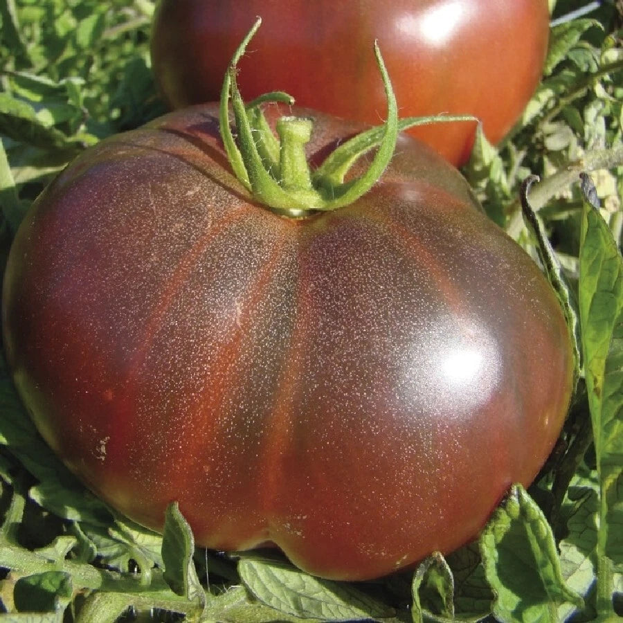 Black Krim Tomato Seeds 50 Ct Heirloom Non-GMO Vegetable Garden Seeds (Solanum lycopersicum)