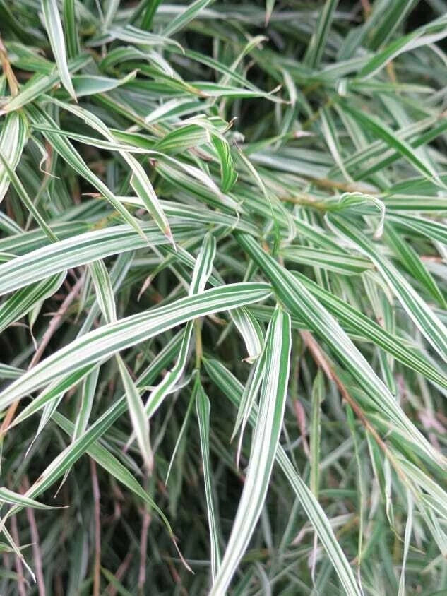 50 Bamboo Seeds Dwarf Malay Variegated Privacy Plant Garden Clumping Shade Screen (Bambusa vulgaris)