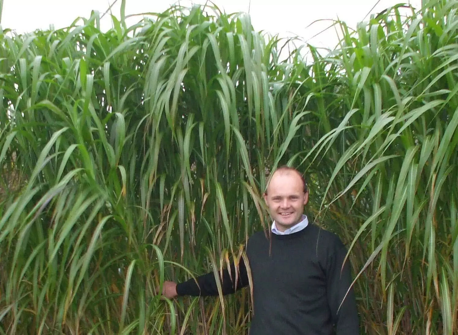 Giant Skyscraper Grass Seeds - 100 Seeds - Tallest Grass