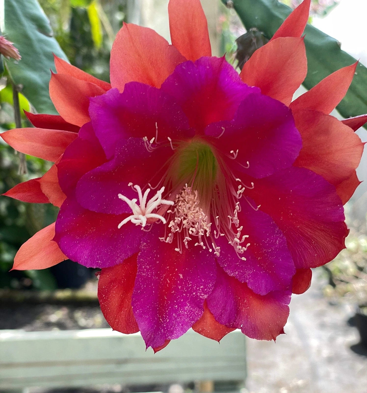 succulent starter Epiphyllum Hybrid Starter Pot - 'Appeal' Fully-Rooted Succulent Plant - Exotic Cactus