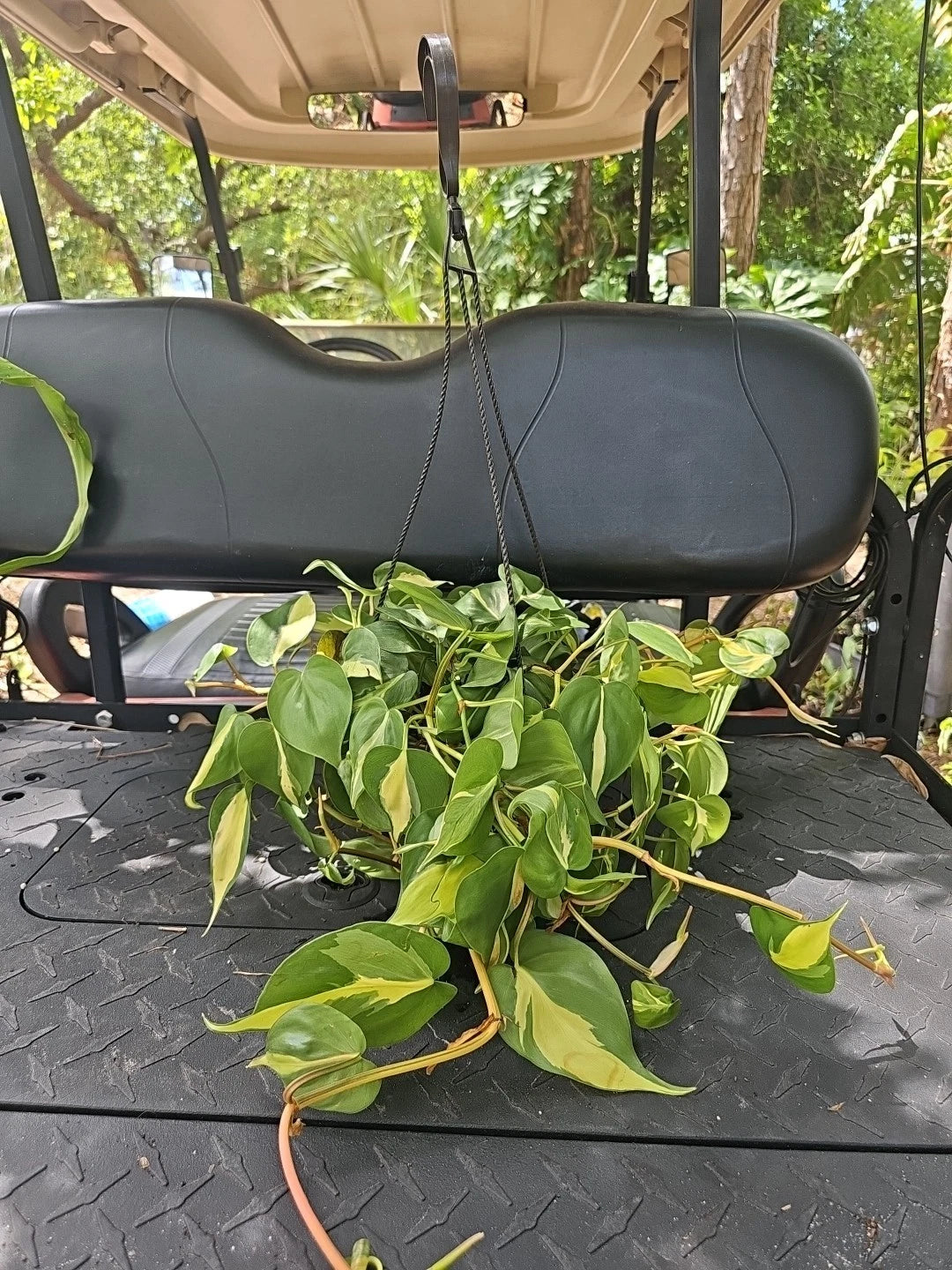 brasil pothos plant Large Pothos Plant 8