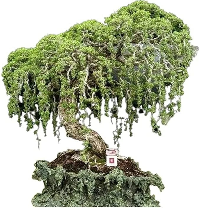 Australian Willow Bonsai Tree Fresh Cutting