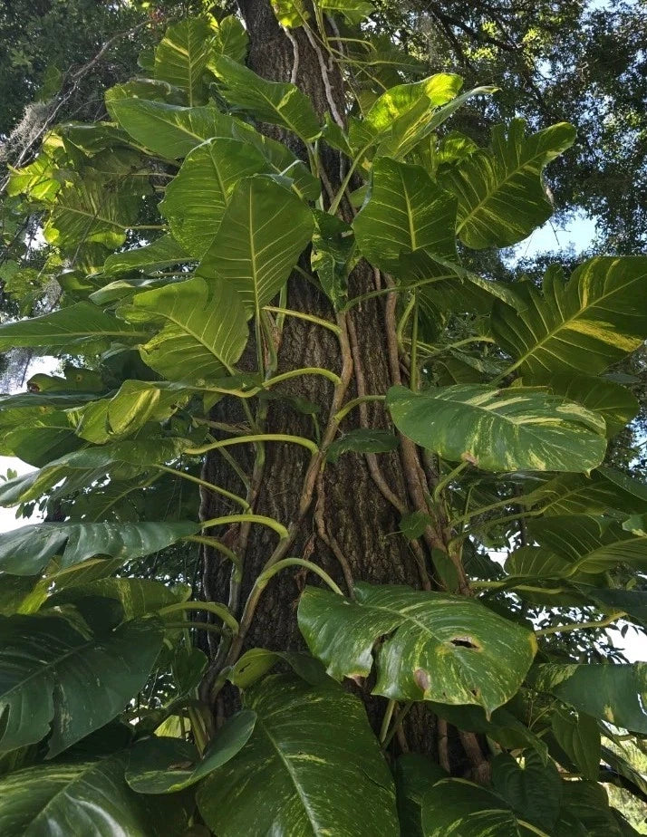 big pothos Golden Queen Pothos Vine Cuttings - Rare Giant Size (5 Big Cuttings)