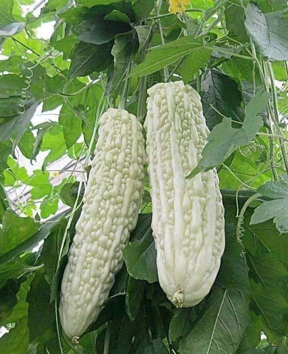 Bitter Melon Seeds 10PCS Non-GMO White Bitter Gourd Balsam Pear Momordica charantia