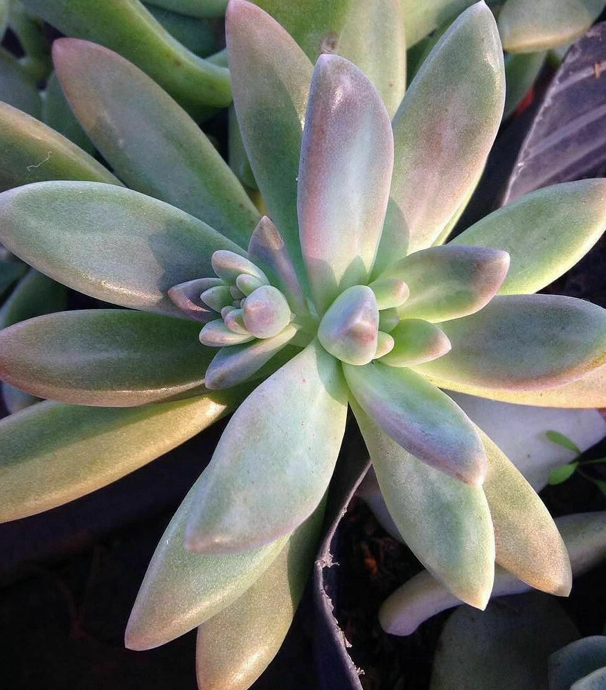 blue pearl succulent Pachyveria 'Blue Pearl' Unrooted Cuttings