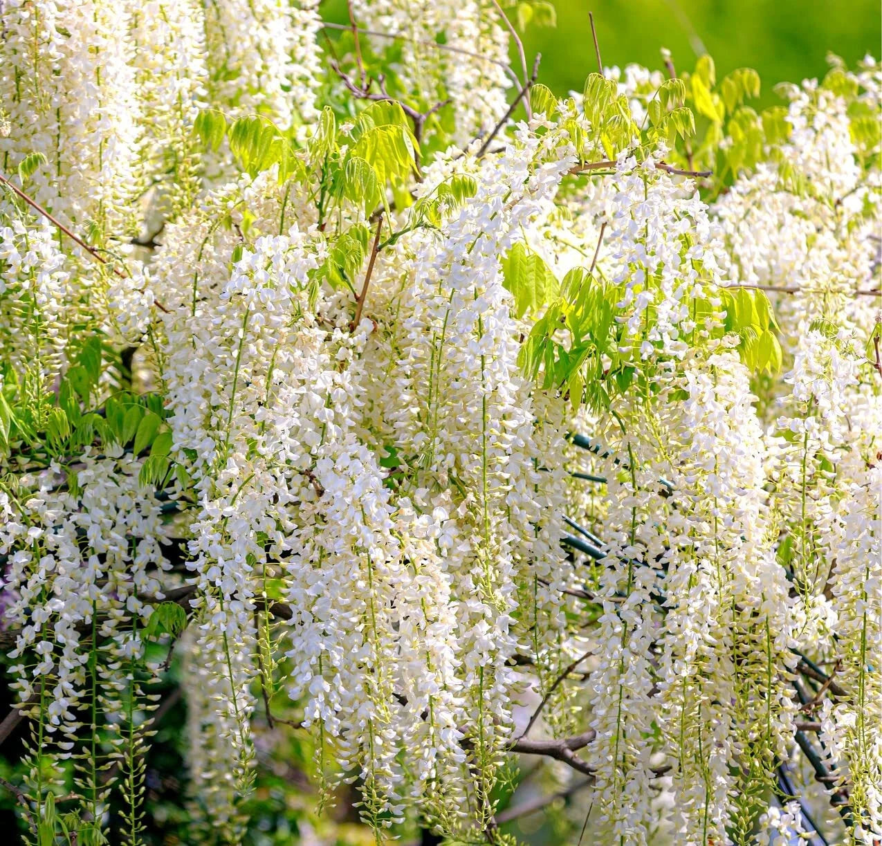 White Wisteria Seeds - 5 Rare Seeds for Planting