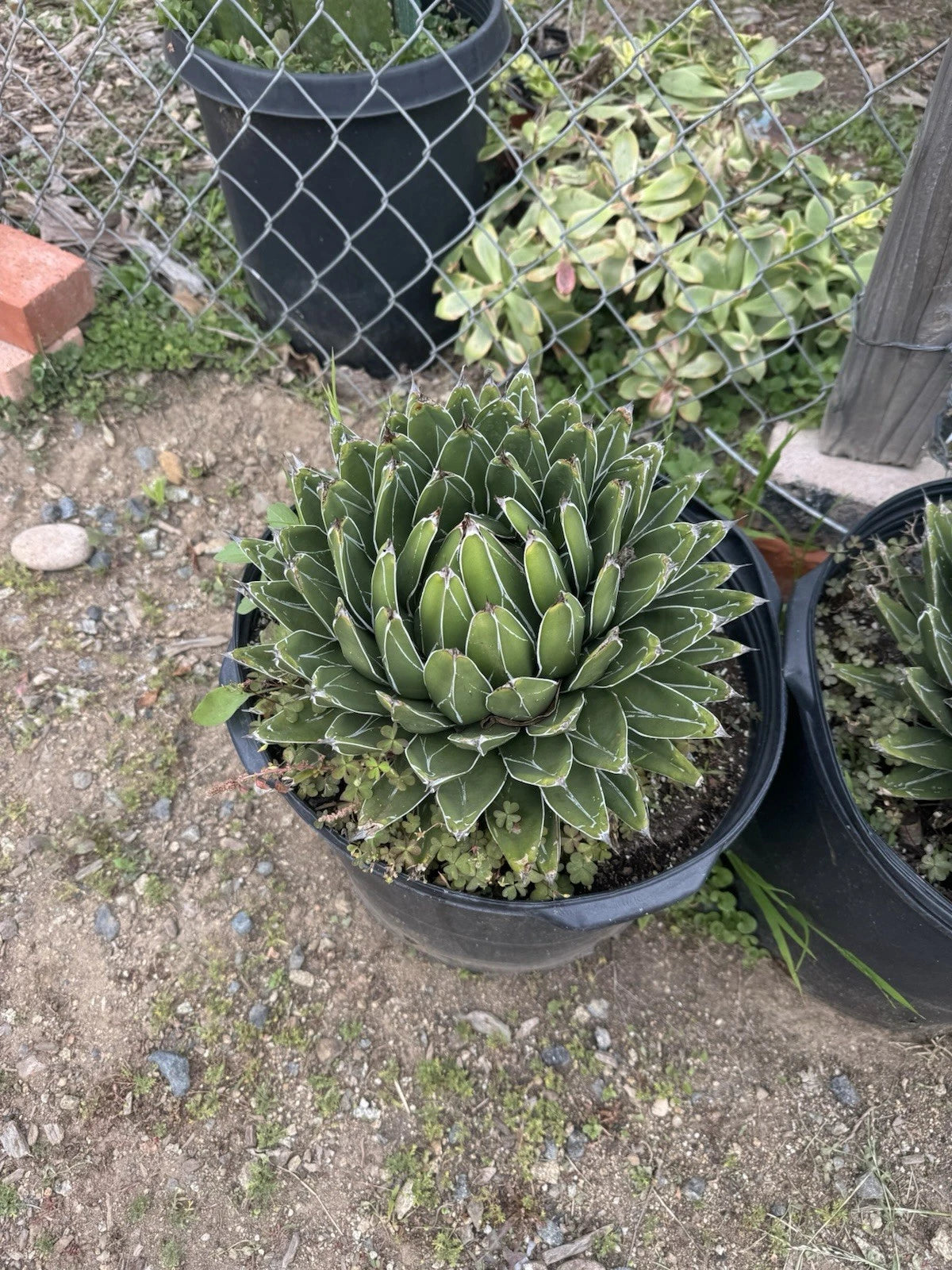 Agave Victoria-Regina "Compacta" - 3" D Markings - Bear Root Plant - Perfect for Indoor & Outdoor Gardening