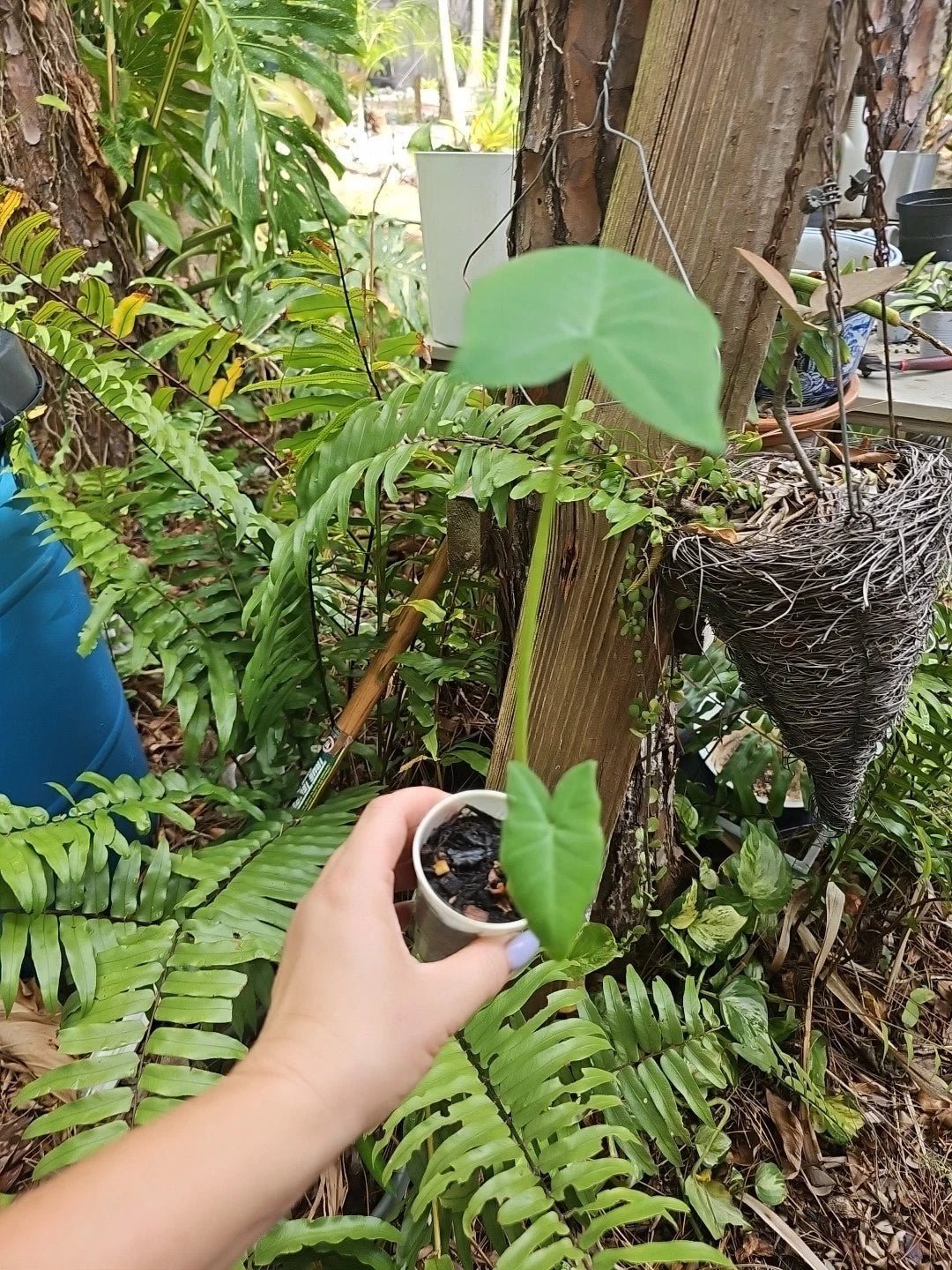 Giant Alocasia Plant - Taro Gigantea Elephant Ear - Live Indoor Plant - Borneo Varietal - Tropical Foliage