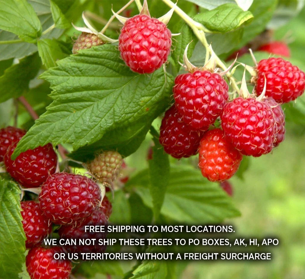 Boyne Early Season Red Raspberry Potted Plants - 1-2 Year Old & 6-8 Month - Rubus idaeus