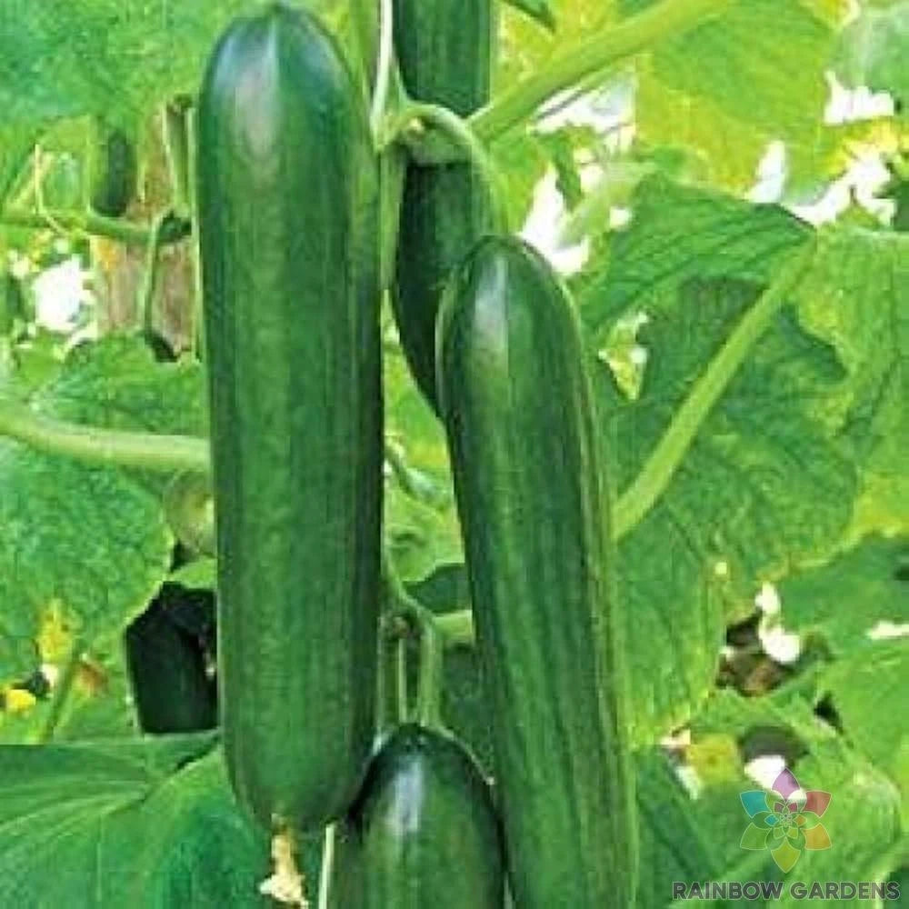 Sultan Cucumber Seeds - 25+ Pack - Heirloom Variety - Cucumis sativus - Ideal for Garden Planting, USA