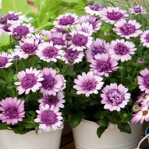Cape Daisy Seeds - 50+ Violet & White 3D Varieties - Osteospermum - USA