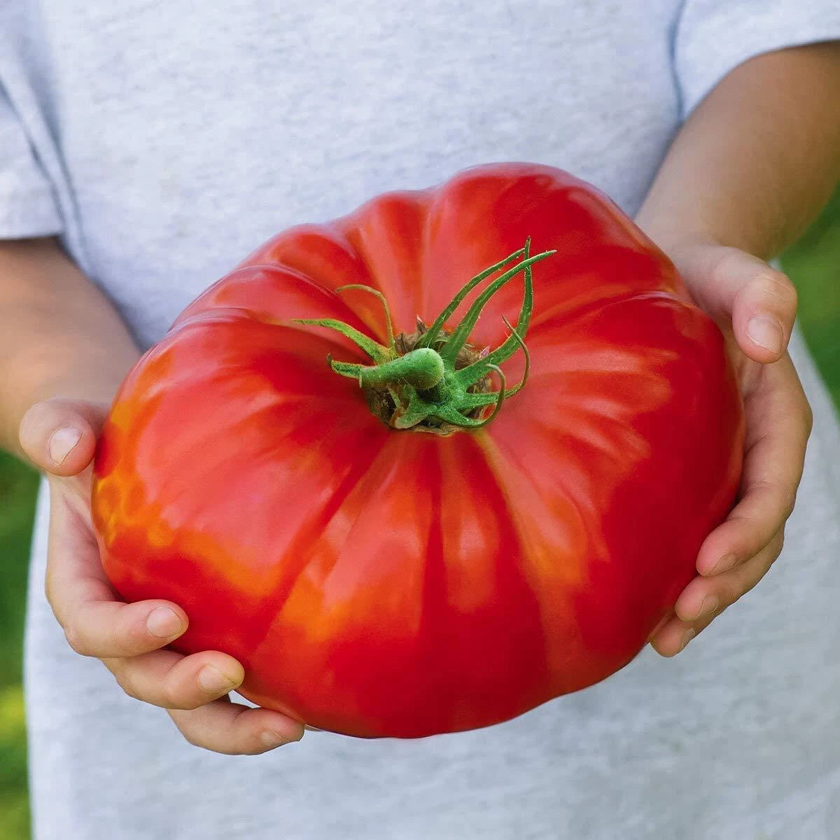 Beefsteak Tomato Seeds | 100 Seeds | Heirloom Variety for Planting | Solanum lycopersicum
