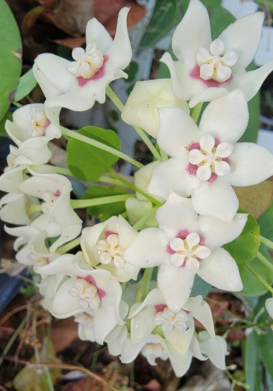 Hoya Australis Live Plant in 2.5