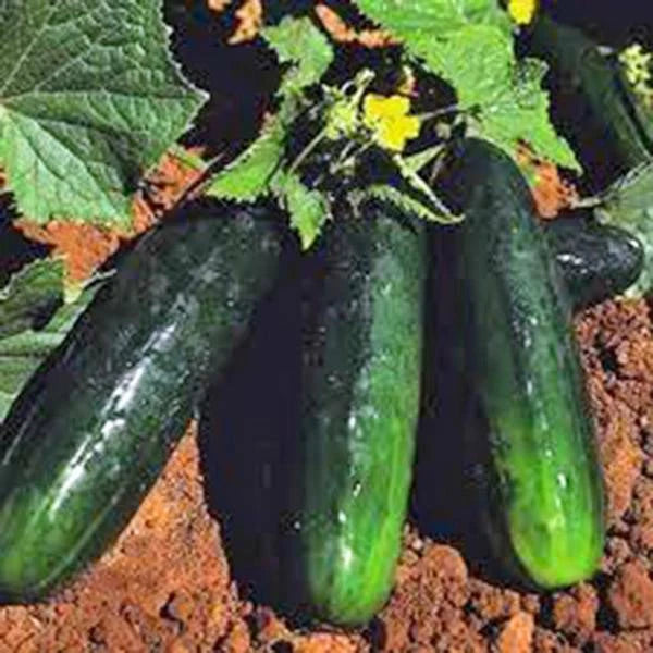 Cucumber Seeds, Heirloom Straight Eight, Non-GMO, 50+ Seeds, Perfect for Home Garden, Cucumis sativus