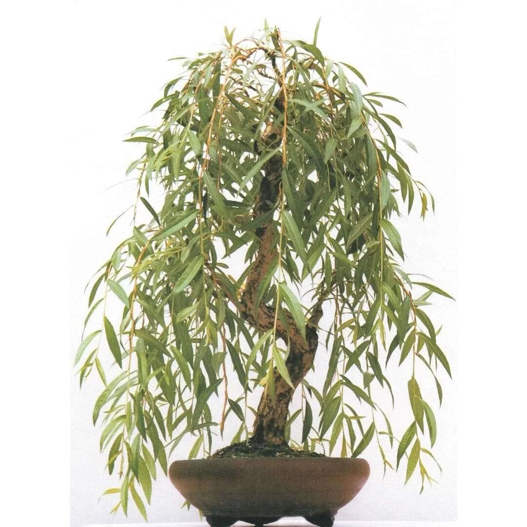 willow bonsai trees Weeping Willow Bonsai Tree Cutting