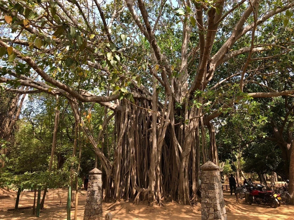 banyan bonsai tree seeds Ficus Benghalensis Tree Seeds, Banyan Fig Seeds for Bonsai, Bengal Fig, Indian Banyan, Tropical Plant Seeds – Jayme Garden