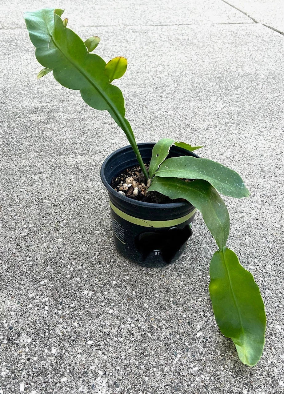 queen of the night succulent Fragrant Epiphyllum oxypetalum 'Queen of the Night' Succulent Plant -  Rooted Live Plant