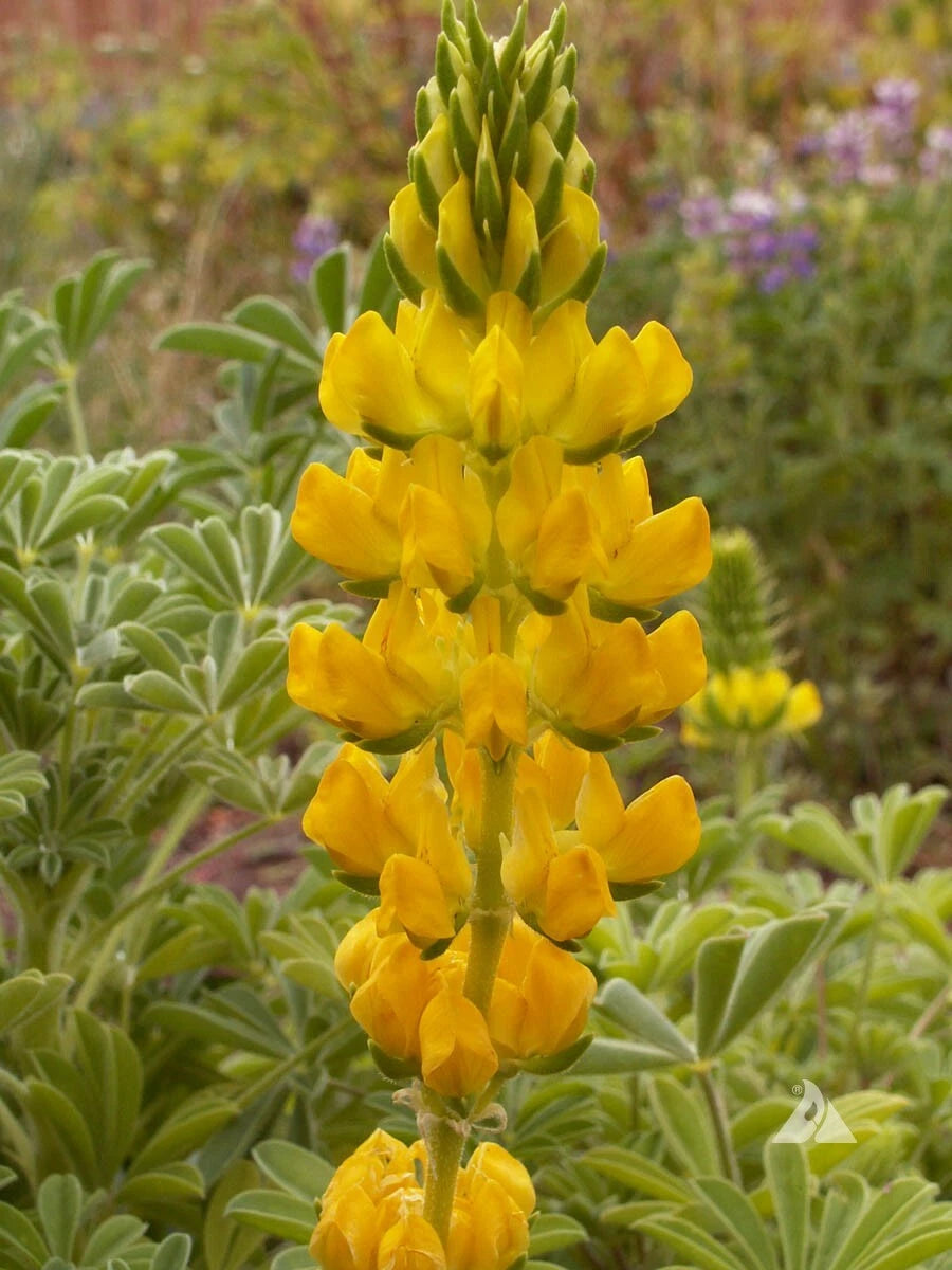 Lupine Seeds - 50 Count - Yellow Annual - Drought Tolerant - Hummingbird & Honey Bee Friendly - Non-GMO
