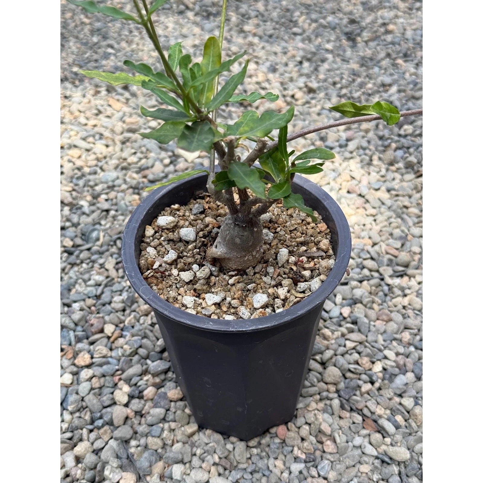 thick seed plant Fockea crispa Succulent Plant | Rare Caudiciform with Thick Caudex