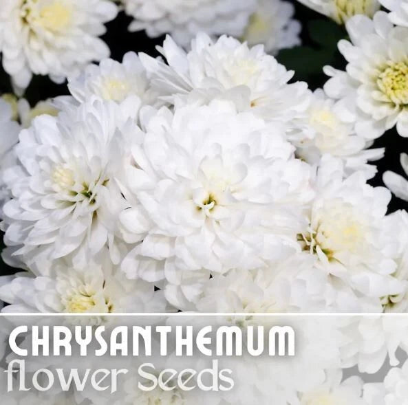Chrysanthemum Seeds - 200+ Pearl Gem Mum Flower Seeds - Annual Flower Seeds, Garden Planting, Easy to Grow