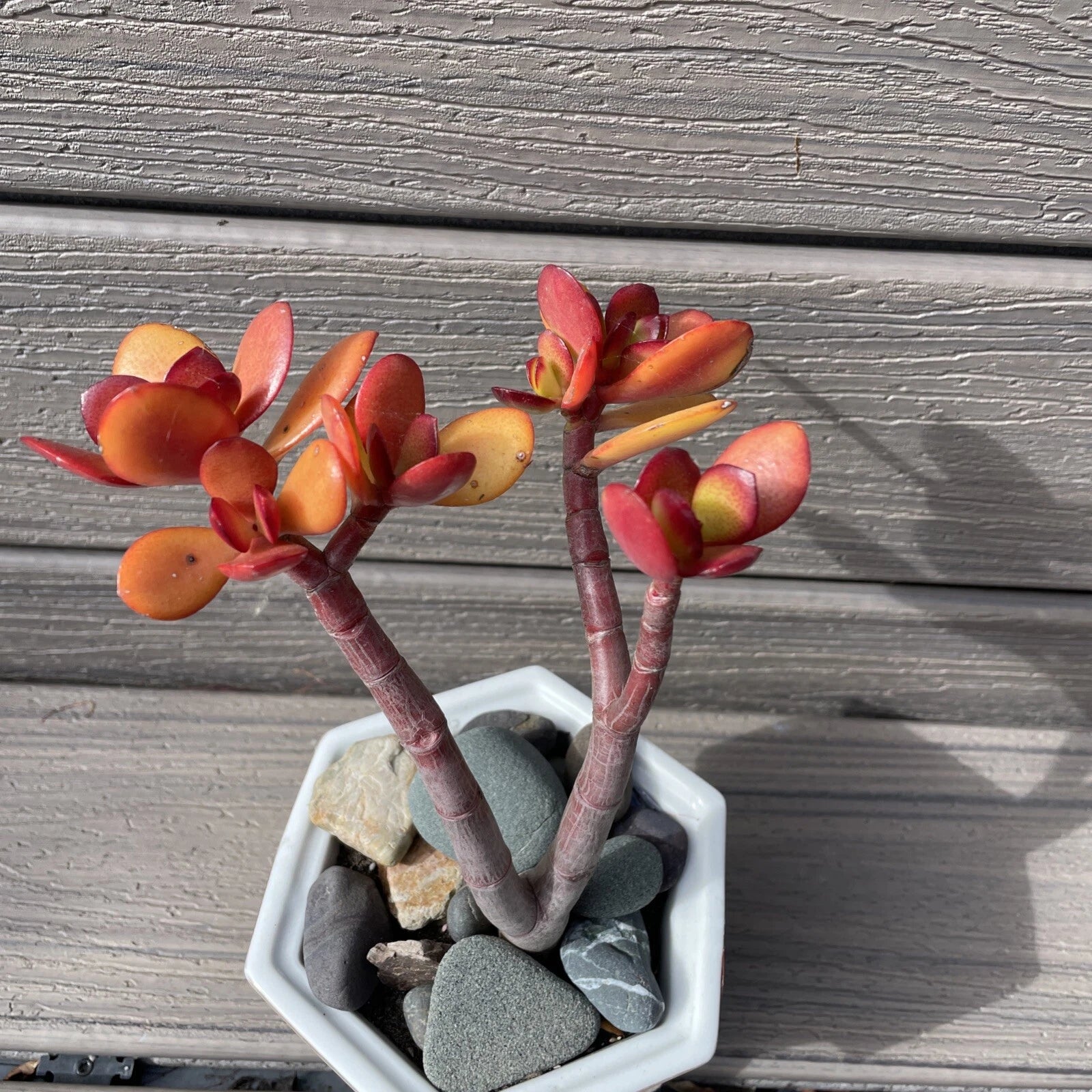 red jade plant akai RARE RED AKAI Jade Succulent 7-9” Crassula Ovata Bare Rooted Bonsai Tr – Jayme Garden
