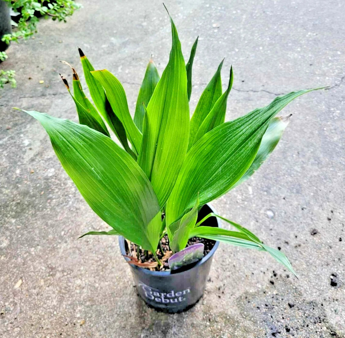 dwarf plants indoor Dwarf Aspidistra Elatior - Tiny Tank Plant, Cast Iron Plant