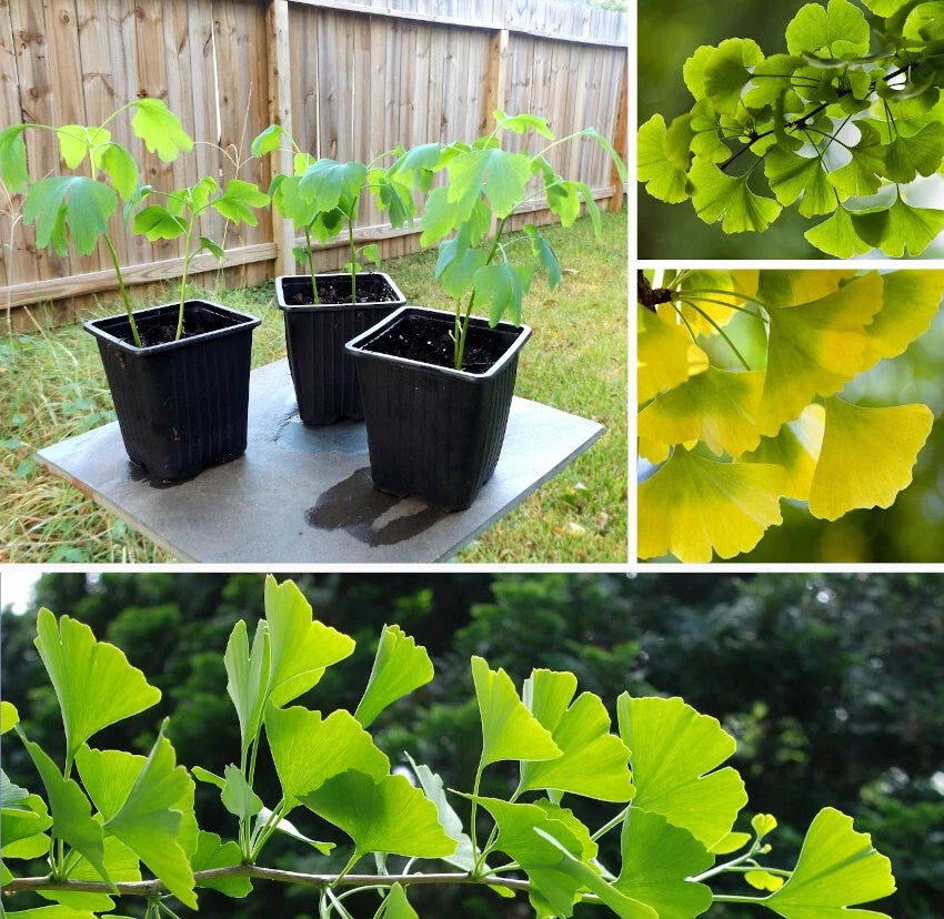 maidenhair tree bonsai Ginkgo Biloba Maidenhair Tree 24+ Inches Live Bare Root Herbal Plant