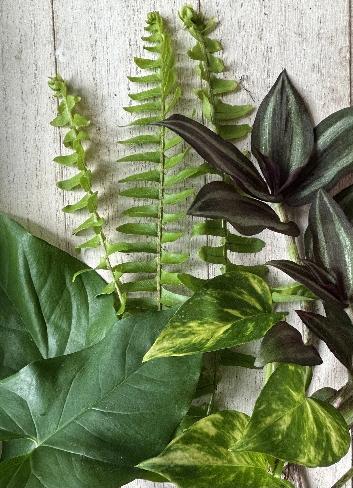 12 Rooted Plant Cuttings - Ferns, Pothos, Wandering Jew, Arrowhead Vines - Indoor Houseplant Collection