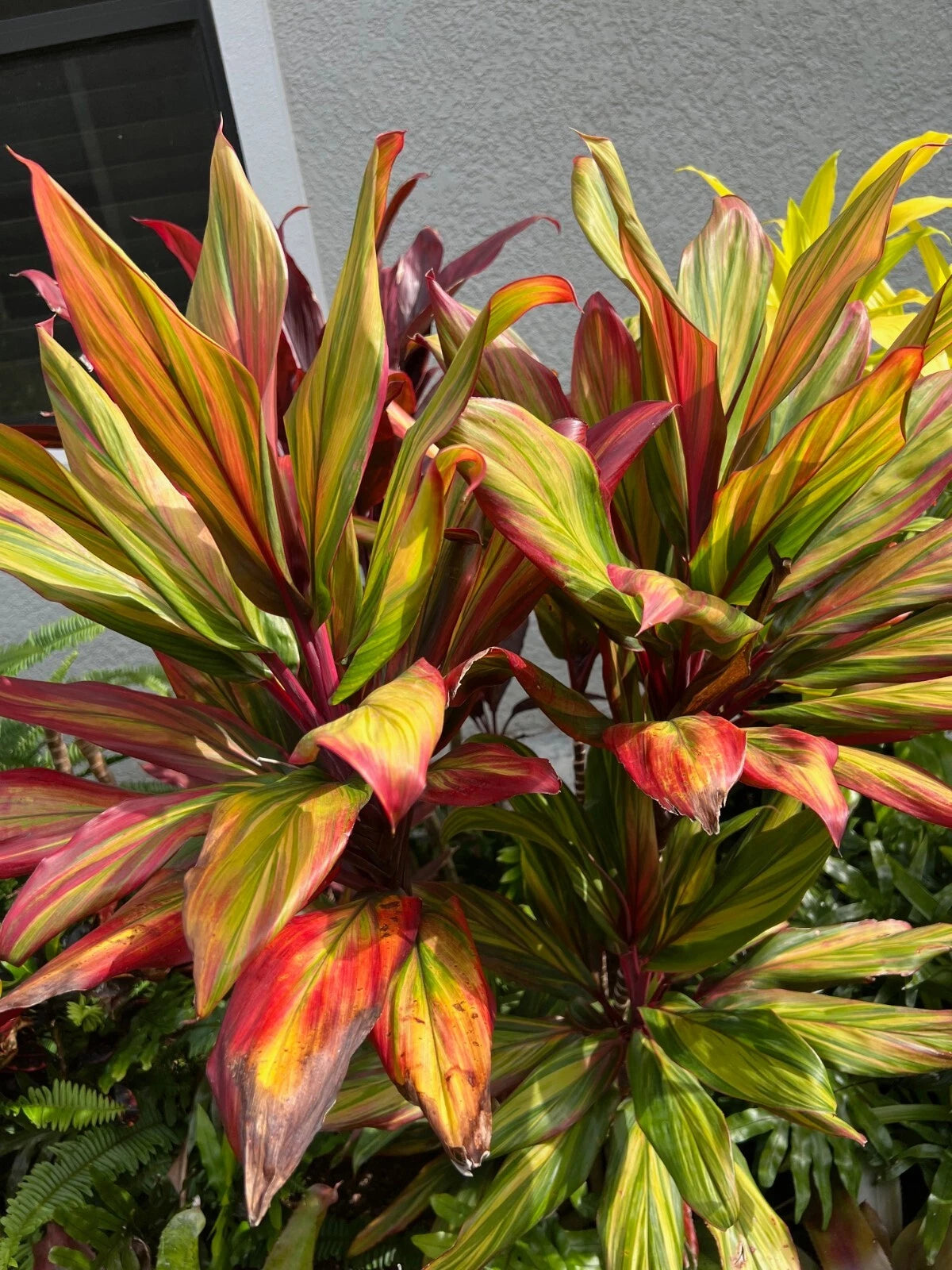hawaiian ti plant indoors Hawaiian Ti Plant - 4" Pot - Cordyline Fruticosa "Harlequin"