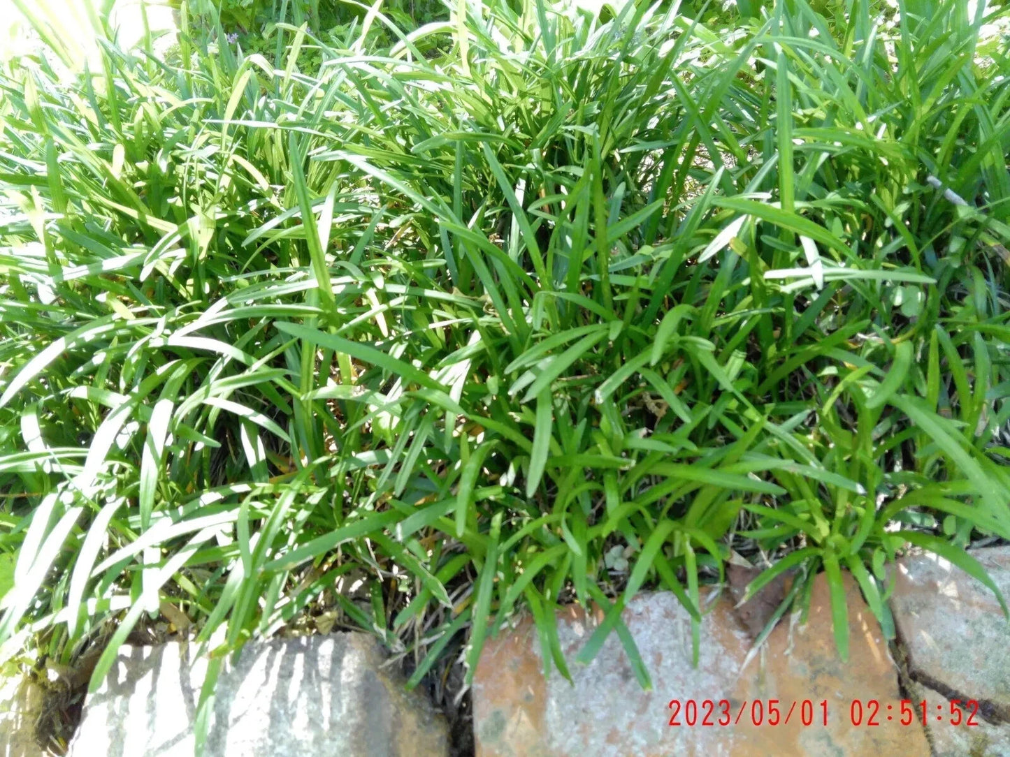 Monkey Grass Plants - 25 Pcs Bare Roots - Liriope Muscari - Ground Cover, Shade Tolerant, Low Maintenance