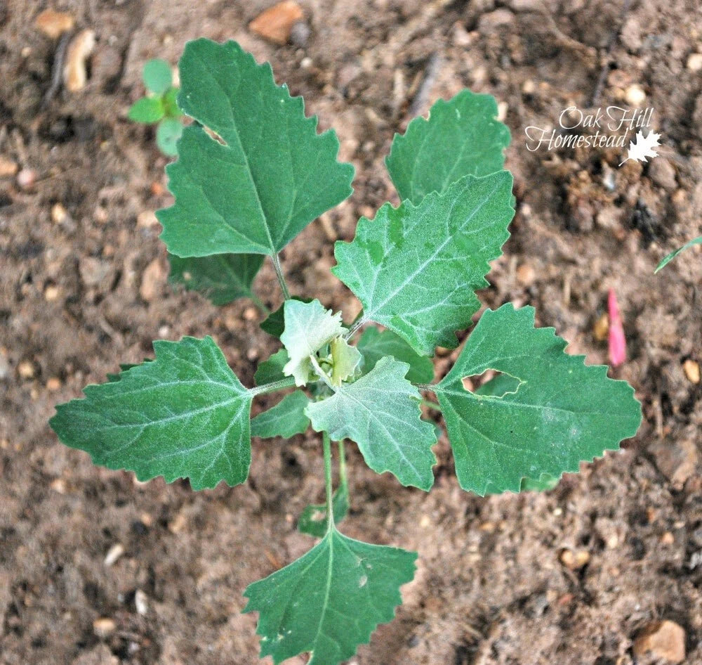 Set of 3 Live Edible Herb Plants - Lamb's Quarters, Wild Spinach, Pigweed (Chenopodium album) - Fresh with Roots