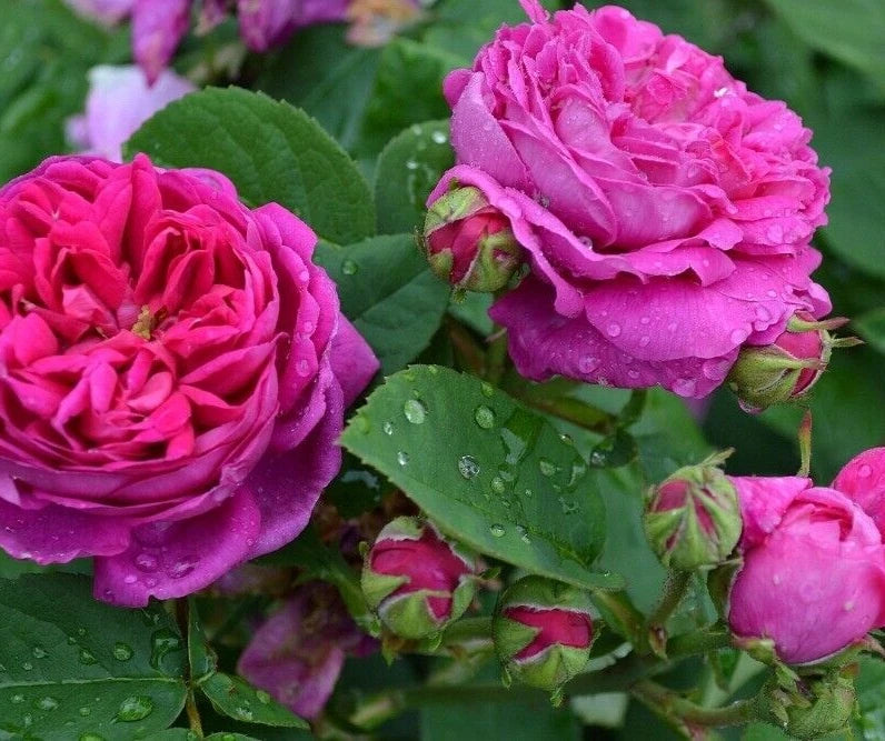 Scarlet Rose Bush Seeds, 100 Heirloom Seeds, Summer Blooming Flowers, –  Jayme Garden