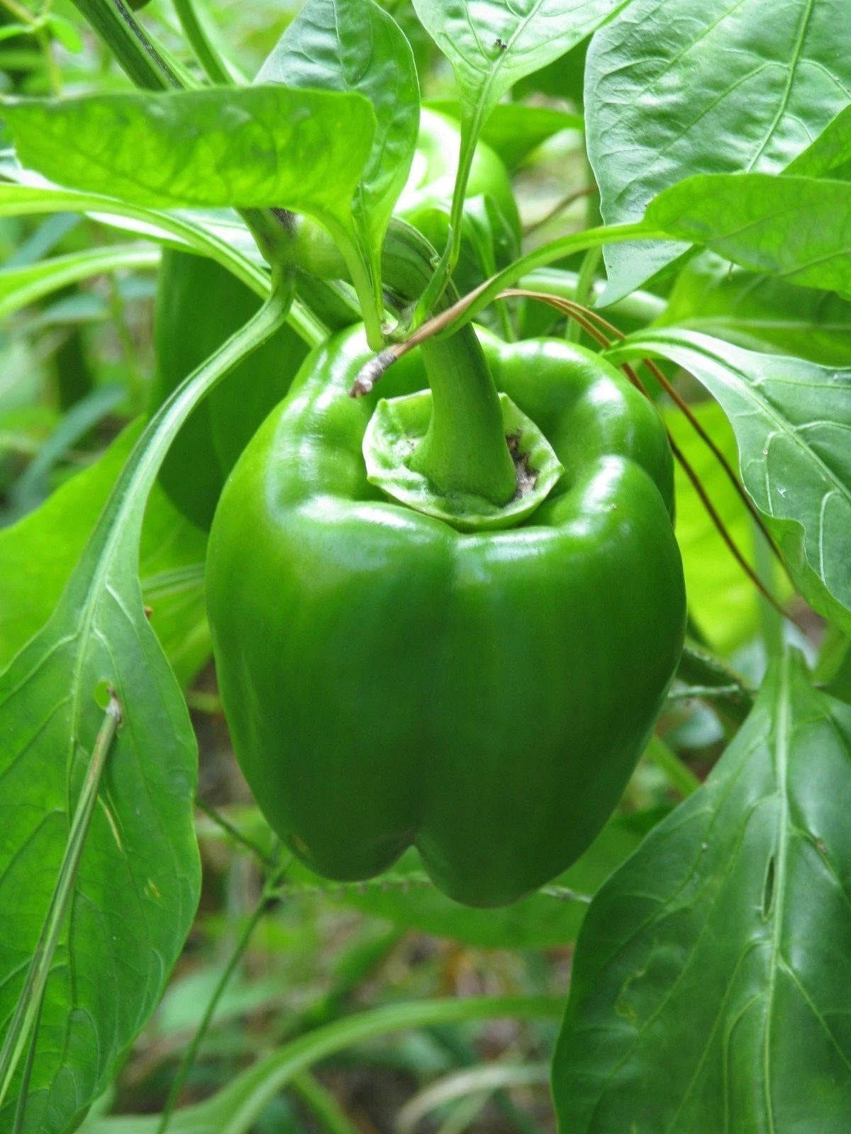 California Wonder Pepper Seeds - 300 Fresh Seeds - Capsicum annuum - Ideal for Home Gardening and Vegetable Gardens
