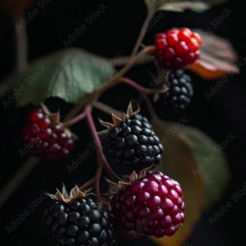 Apache Thornless Blackberry Live Plant - Quart Pot, Single Starter Plant (Rubus fruticosus 'Apache')