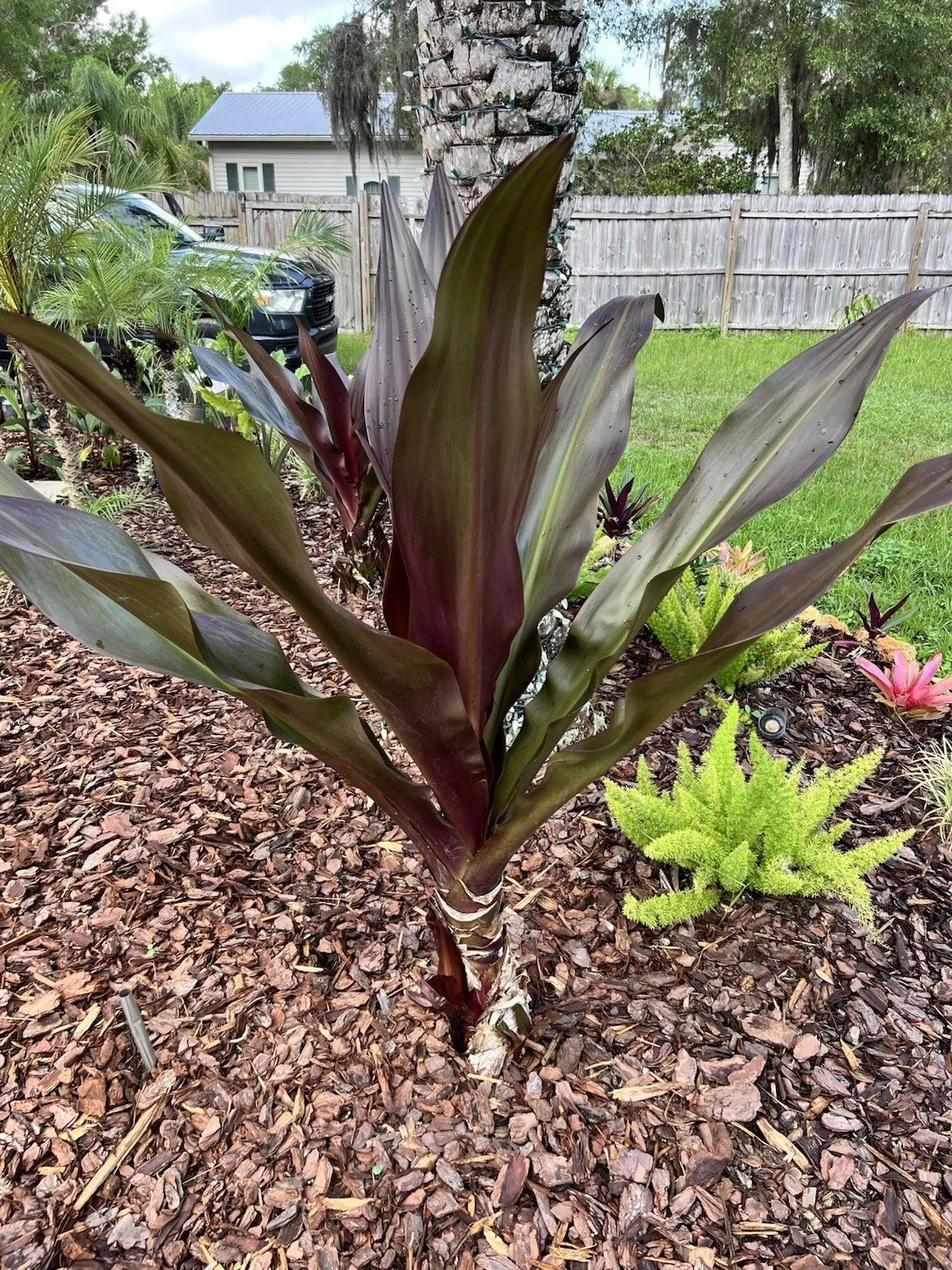 Crinum Lily Plant - Queen Emma Purple Variety