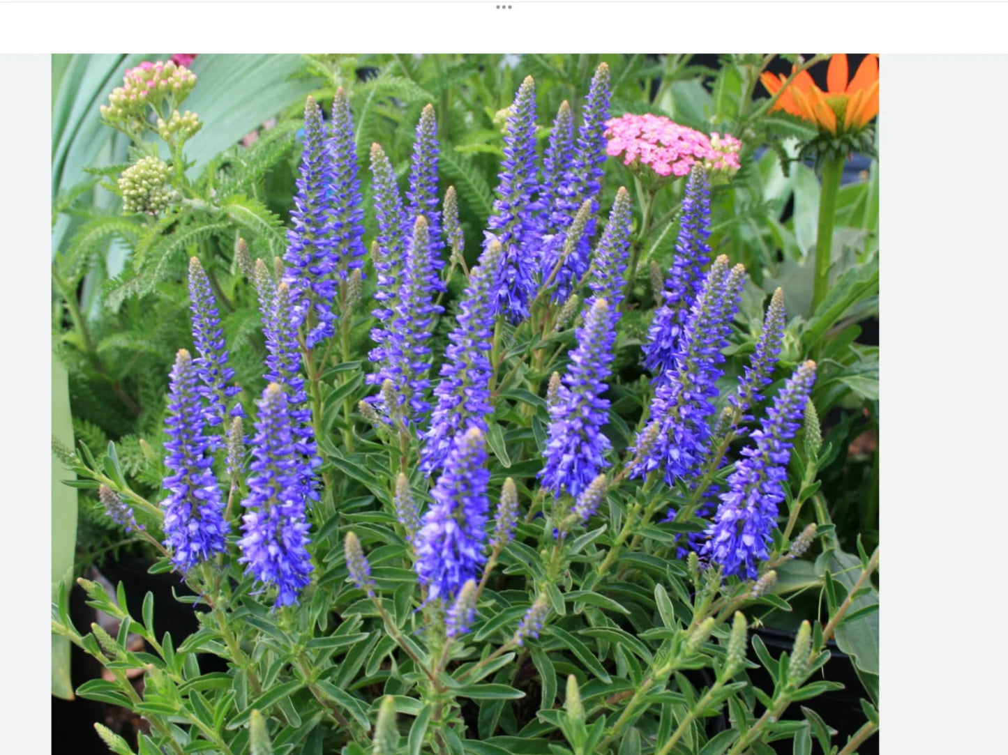Blue Veronica Seeds 50 Count - Veronica spicata, Perennial Flower Seeds for Garden, Blue Blooming Plants