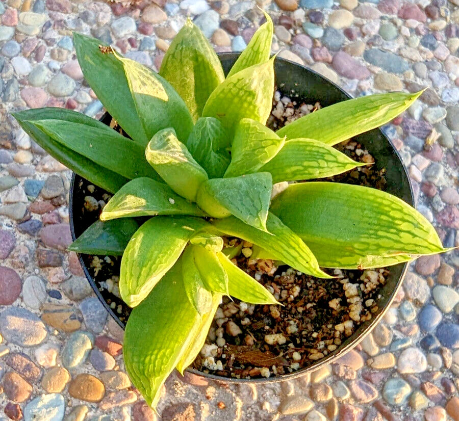 succulent with transparent tips Haworthia Turgida Var. Longibracteata
